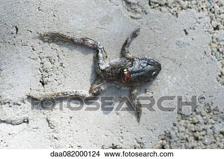 Japanese beetle on dead frog View Large Photo Image Picture - Japanese beetle on dead frog. Fotosearch