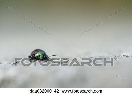 Japanese beetle View Large Photo Image Stock Image - Japanese beetle. Fotosearch