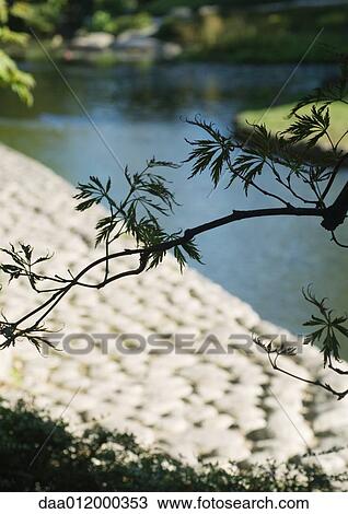 Stock Image - Japanese maple branch, low angle view. Fotosearch