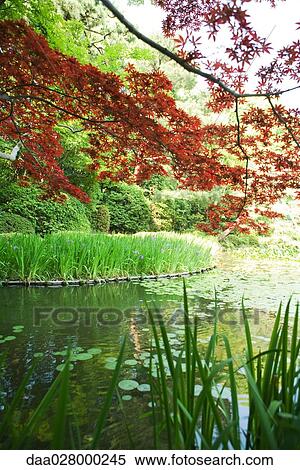 Stock Photography - Japanese maple foliage and lily pond. Fotosearch