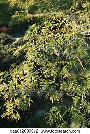 Japanese maple View Large Photo Image Stock Image - Japanese maple. Fotosearch
