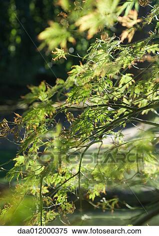 Stock Photography - Japanese maple. Fotosearch