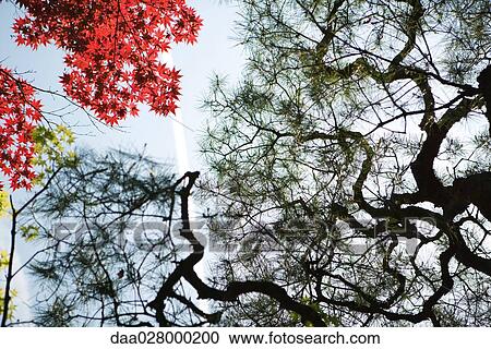Japanese maple trees and Japanese white pines, low angle view View Large Photo Image Stock Image - Japanese maple trees and Japanese white pines, low angle view. Fotosearch