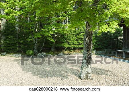Japanese maples in rock garden View Large Photo Image Stock Photo - Japanese maples in rock garden. Fotosearch