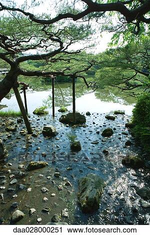 Japanese pine trees being supported by stakes in pond View Large Photo Image Stock Image - Japanese pine trees being supported by stakes in pond. Fotosearch