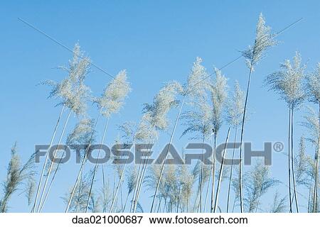 Japanese silver grass, low angle view View Large Photo Image Stock Photo - Japanese silver grass, low angle view. Fotosearch
