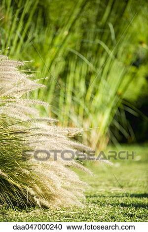 Japanese silver grass View Large Photo Image Stock Image - Japanese silver grass. Fotosearch