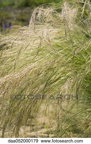 Japanese silver grass View Large Photo Image Stock Photo - Japanese silver grass. Fotosearch
