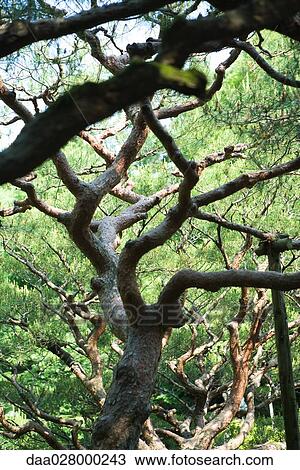 Japanese white pine branches, close-up View Large Photo Image Stock Image - Japanese white pine branches, close-up. Fotosearch