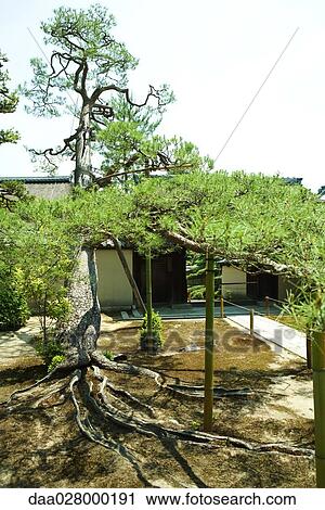 Japanese white pine trees and temple View Large Photo Image Stock Image - Japanese white pine trees and temple. Fotosearch
