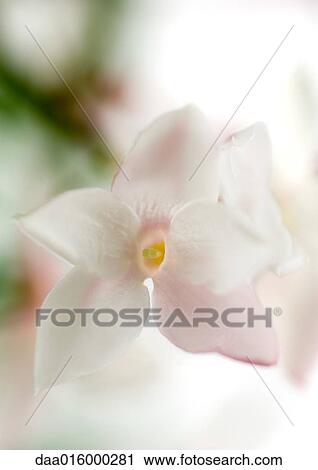 Jasmine blossom, close-up View Large Photo Image Stock Image - Jasmine blossom, close-up. Fotosearch
