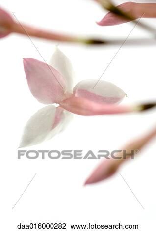 Jasmine blossom, close-up View Large Photo Image Stock Image - Jasmine blossom, close-up. Fotosearch