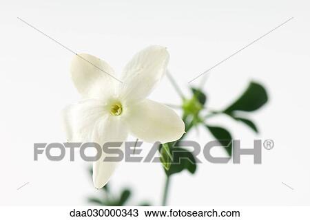 Jasmine blossom, close-up View Large Photo Image Stock Image - Jasmine blossom, close-up. Fotosearch