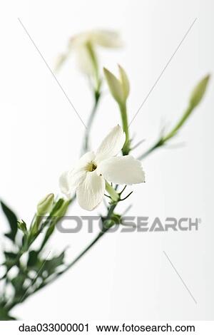 Stock Image - Jasmine blossom, close-up. Fotosearch