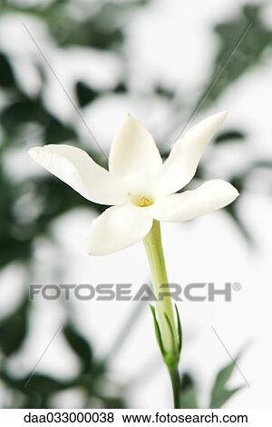 Jasmine blossom, close-up View Large Photo Image Stock Photo - Jasmine blossom, close-up. Fotosearch