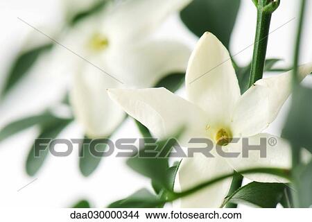 Jasmine blossoms, close-up View Large Photo Image Picture - Jasmine blossoms, close-up. Fotosearch