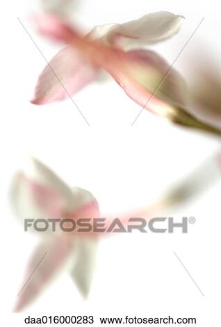 Jasmine blossoms, close-up View Large Photo Image Stock Image - Jasmine blossoms, close-up. Fotosearch
