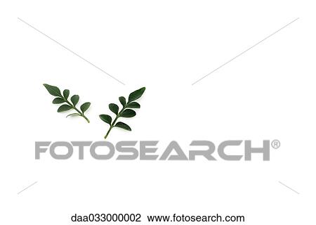 Jasmine leaves on white background View Large Photo Image Stock Image - Jasmine leaves on white background. Fotosearch