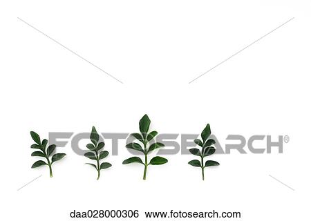 Jasmine leaves on white background View Large Photo Image Stock Photograph - Jasmine leaves on white background. Fotosearch