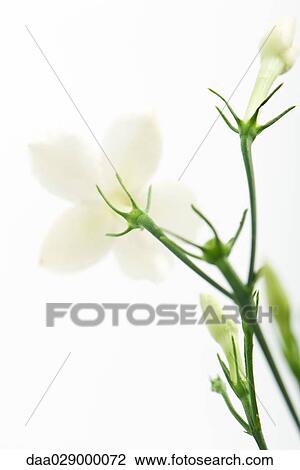 Jasmine, low angle view View Large Photo Image Stock Image - Jasmine, low angle view. Fotosearch