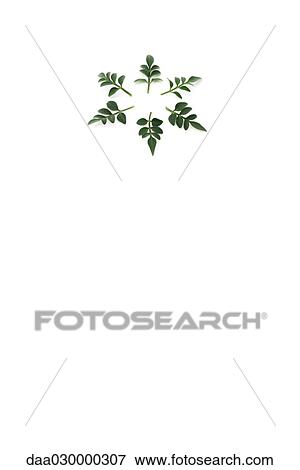 Jasmine sprigs arranged in the shape of a snowflake View Large Photo Image Stock Photo - Jasmine sprigs arranged in the shape of a snowflake. Fotosearch