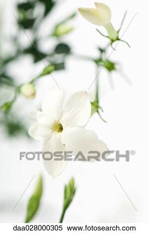 Jasmine View Large Photo Image Stock Photography - Jasmine. Fotosearch