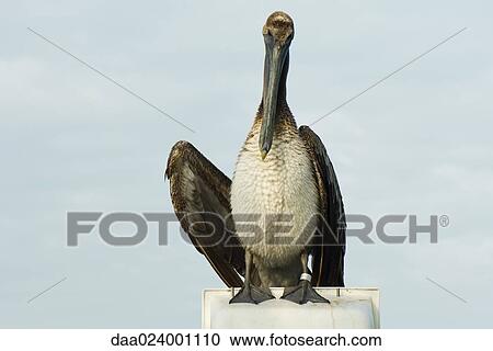 Juvenile Brown Pelican (Pelecanus occidentalis) View Large Photo Image Stock Image - Juvenile Brown Pelican (Pelecanus occidentalis). Fotosearch