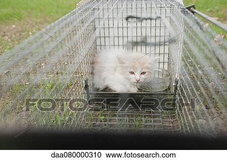 Stock Image - Kitten in cage outdoors. Fotosearch