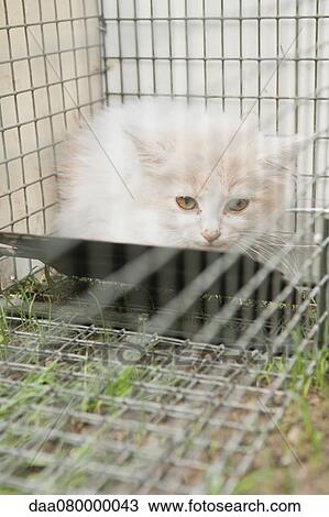 Kitten in cage View Large Photo Image Stock Image - Kitten in cage. Fotosearch