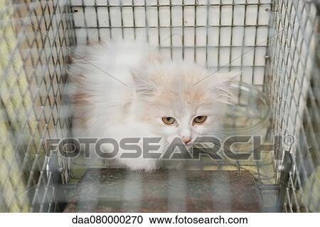 Kitten in cage View Large Photo Image Stock Image - Kitten in cage. Fotosearch