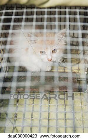 Kitten in cage View Large Photo Image Stock Image - Kitten in cage. Fotosearch