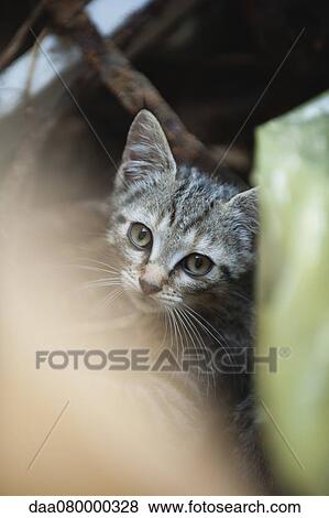 Stock Photo - Kitten looking at camera. Fotosearch