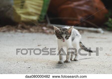 Kitten walking toward camera View Large Photo Image Stock Image - Kitten walking toward camera. Fotosearch