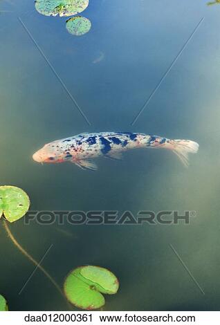 Koi carp in pond View Large Photo Image Stock Image - Koi carp in pond. Fotosearch