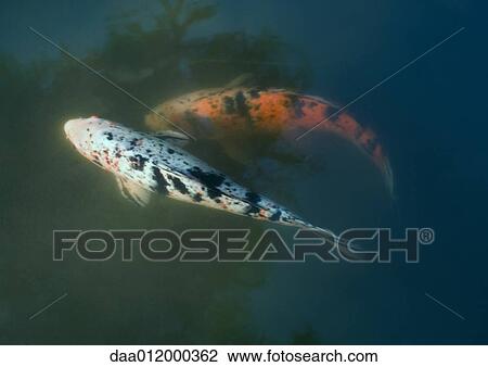 Stock Image - Koi carp in pond. Fotosearch