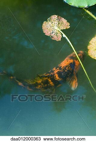 Stock Image - Koi carp in pond. Fotosearch