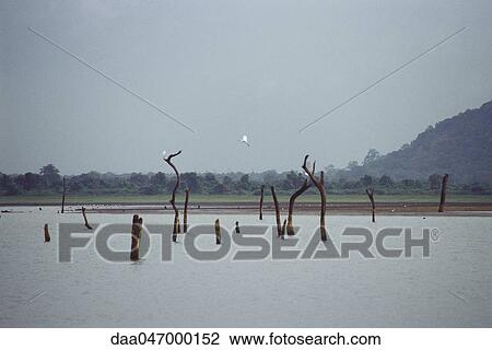 Landscape with dead trees standing in lake and egrets, Sri Lanka View Large Photo Image Stock Image - Landscape with dead trees standing in lake and egrets, Sri Lanka. Fotosearch