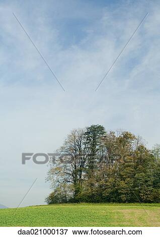 Stock Photo - Landscape with field and trees. Fotosearch