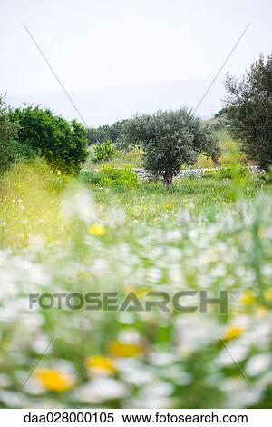 Landscape with olive tree and wildflowers View Large Photo Image Stock Photography - Landscape with olive tree and wildflowers. Fotosearch
