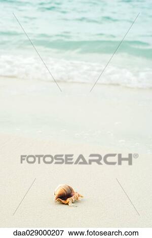 Large seashell washed up on beach View Large Photo Image Stock Photo - Large seashell washed up on beach. Fotosearch
