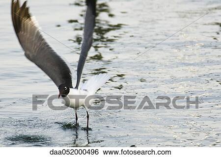 Laughing Gull landing on water View Large Photo Image Stock Photograph - Laughing Gull landing on water. Fotosearch