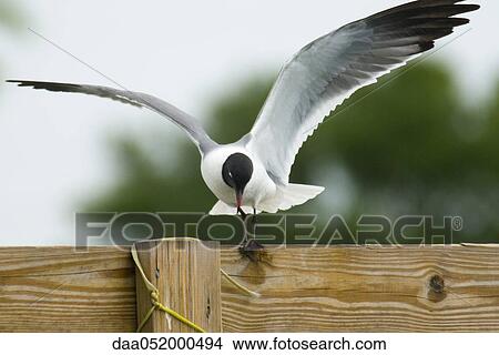 Laughing Gull landing on wooden fence View Large Photo Image Picture - Laughing Gull landing on wooden fence. Fotosearch