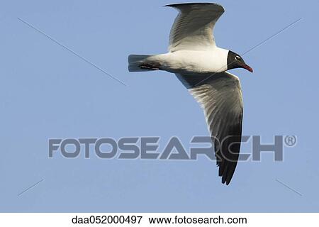Laughing Gull (Leucophaeus atricilla) in mid-flight View Large Photo Image Stock Photo - Laughing Gull (Leucophaeus atricilla) in mid-flight. Fotosearch