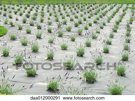 Stock Image - Lavender crop growing in field. Fotosearch