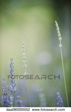 Lavender flowers View Large Photo Image Stock Image - Lavender flowers. Fotosearch
