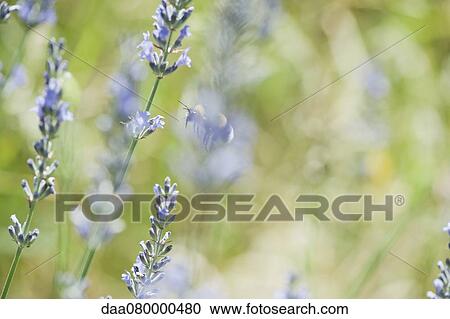 Lavender flowers View Large Photo Image Stock Image - Lavender flowers. Fotosearch