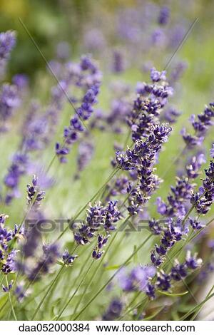 Lavender growing, close-up View Large Photo Image Picture - Lavender growing, close-up. Fotosearch