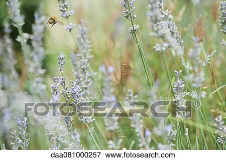 Lavender growing View Large Photo Image Stock Photo - Lavender growing. Fotosearch