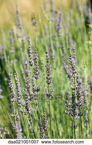 Stock Photo - Lavender. Fotosearch