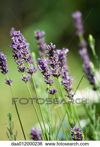 Lavender View Large Photo Image Stock Photograph - Lavender. Fotosearch